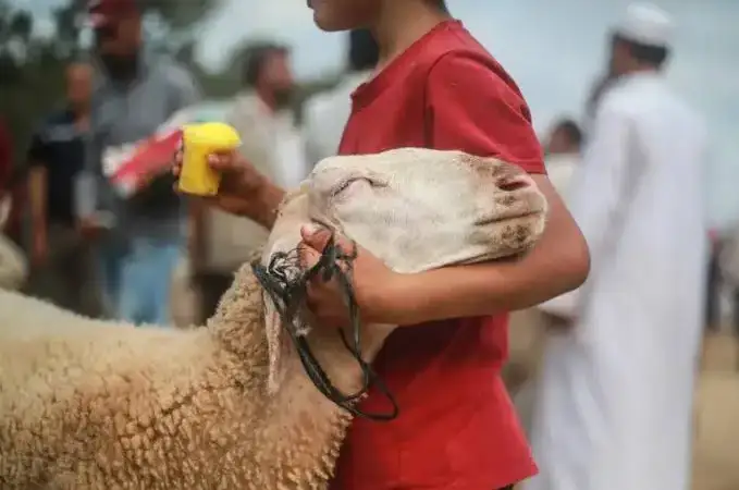 غلاء الأضحية.. معركة تكسير عظام بين الوعي ولوبي الجشع